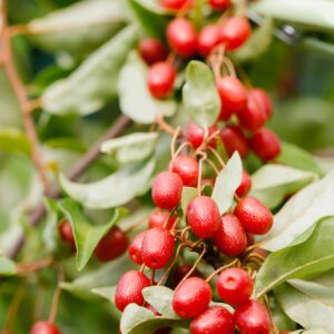 Goumi Berries