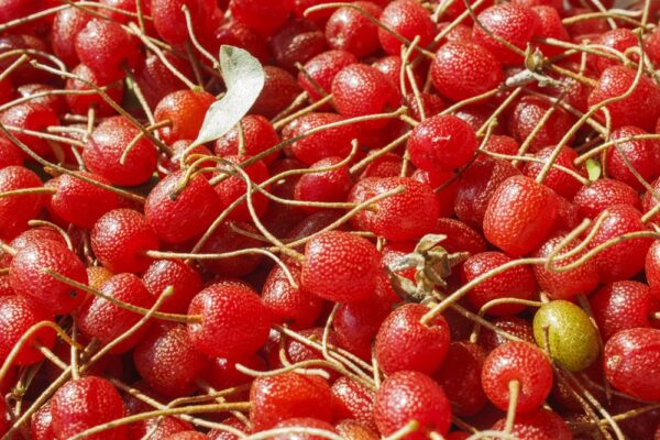 Goumi Berry_shutterstock_666691228