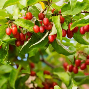 Red Gem Goumi Berry