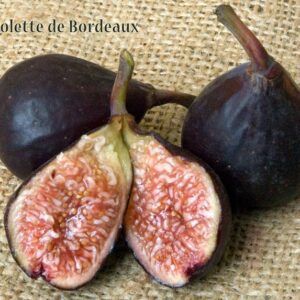 Violette de Bordeaux Fig Tree 3-4'