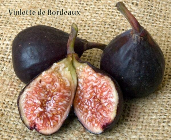 violette-de-bordeaux_fig_Dave Wilson