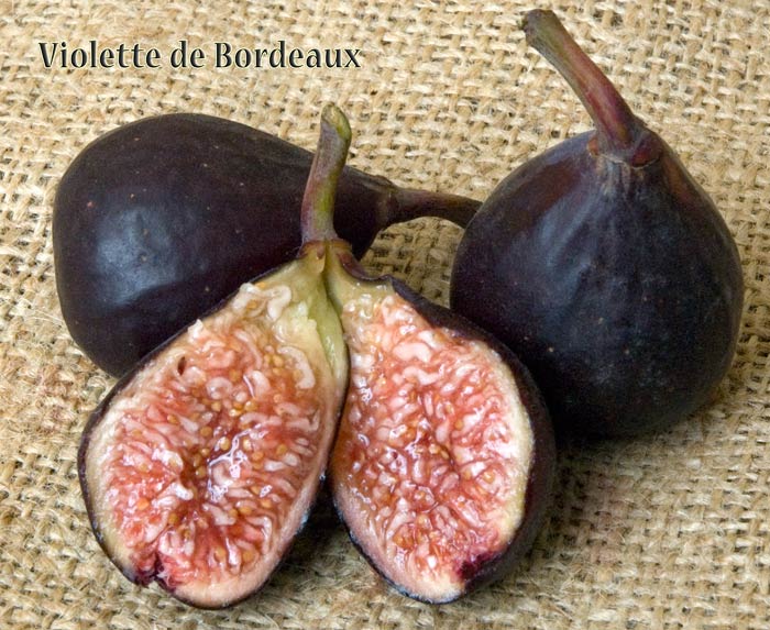 Violette de Bordeaux Fig Tree