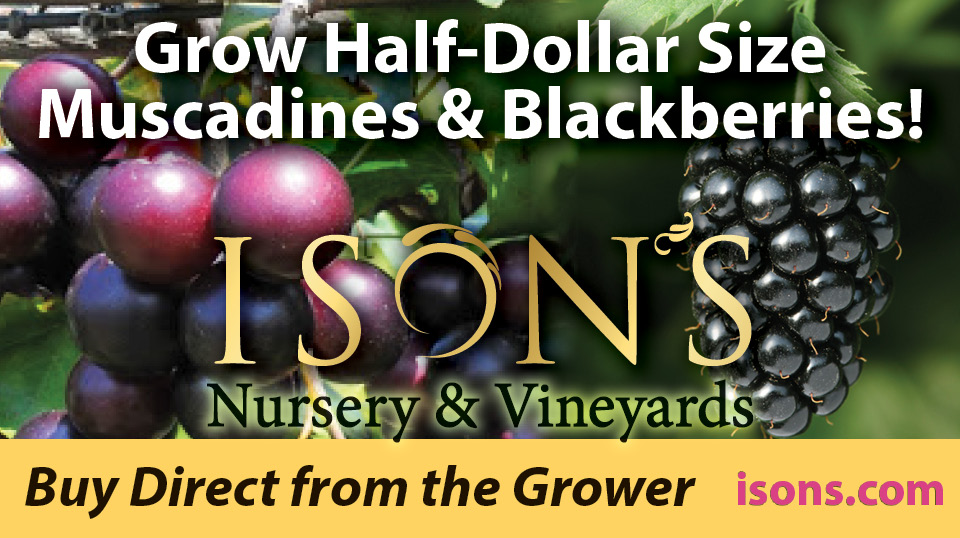 The Tradition of Ison’s - Ison's Nursery & Vineyard