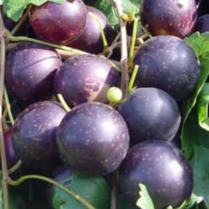 Paulk Muscadine