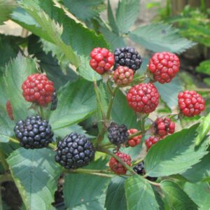 Sweetie Pie Blackberry Plant
