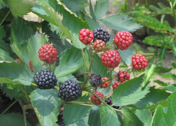 The Sweetie Pie Blackberry produces massive quantities of large, very sweet fruit in late June. (Photo by USDA-ARS/Steve Stringer)

Alt text -- Three dark blackberries are part of a larger cluster of red blackberries against a leafy green background.
###