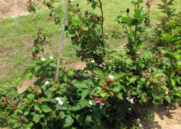 Blackberries such as these Sweet Pie selections thrive in full sun. Consistent irrigation and fertilizer enhance the quality and quantity of fruit. (Photo by MSU Extension/Gary Bachman)

Alt text -- Green bushes grow in rows, holding red and black berries, along with a few white flowers, above their leaves.