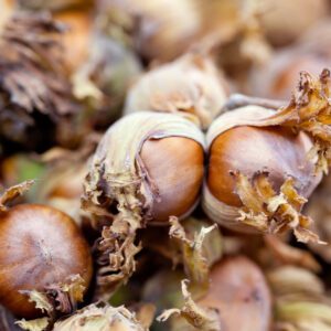 American Hazelnut Tree
