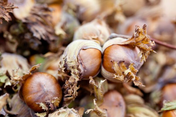 American Hazelnut Tree_shutterstock_1308151081