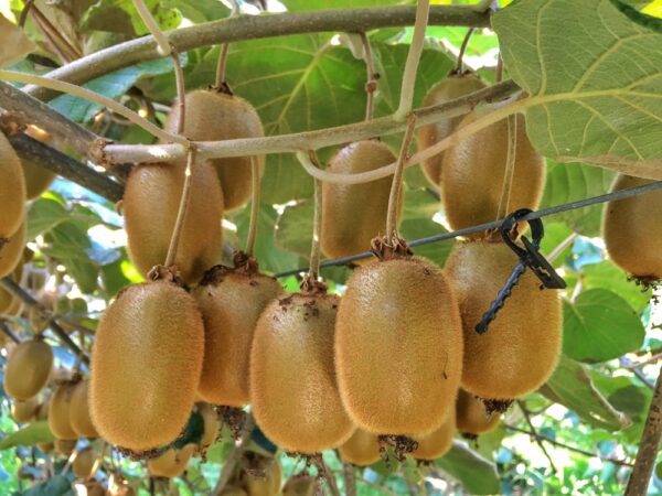 Fuzzy Kiwi_shutterstock_497863408