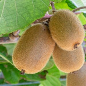 Fuzzy Kiwi