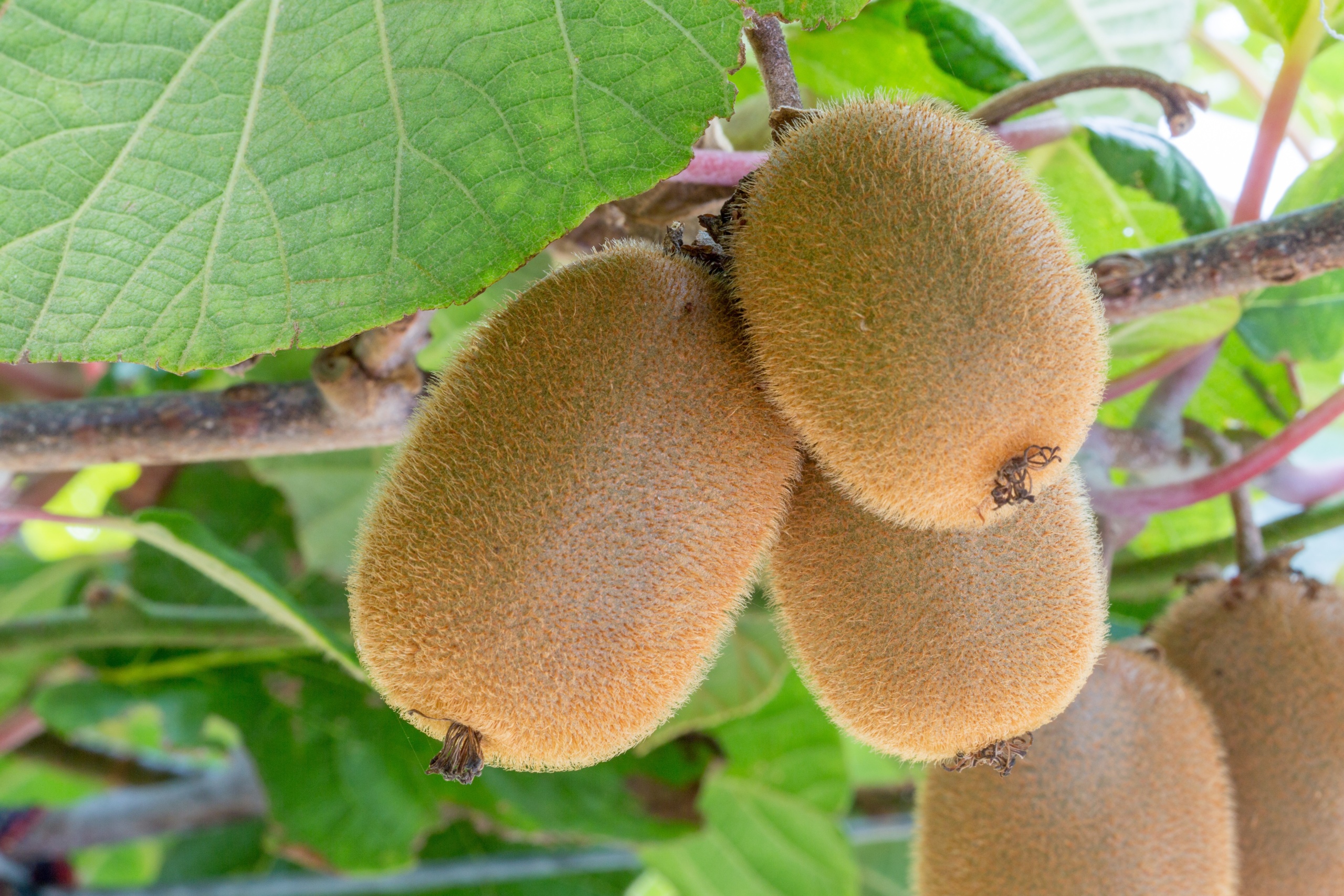 Fertilizer For Kiwi Vines - Learn About Fertilizing Kiwi Plants