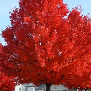 Red Maple Trees