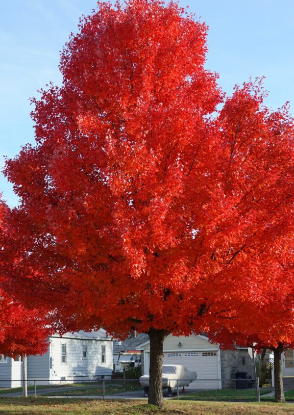Autumn Blaze shutterstock_1230826324