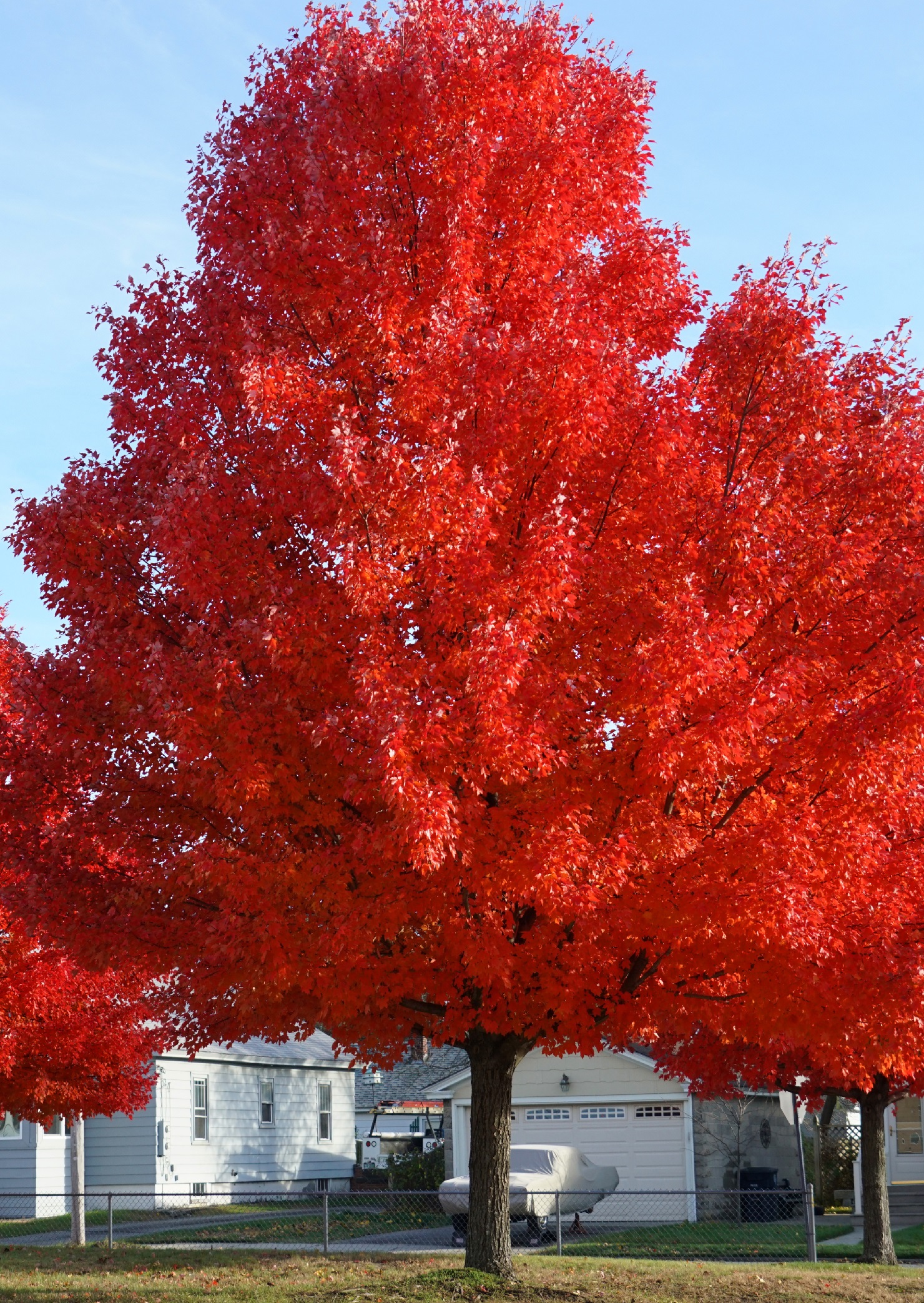 Red Maple Trees Archives - Ison's Nursery & Vineyard