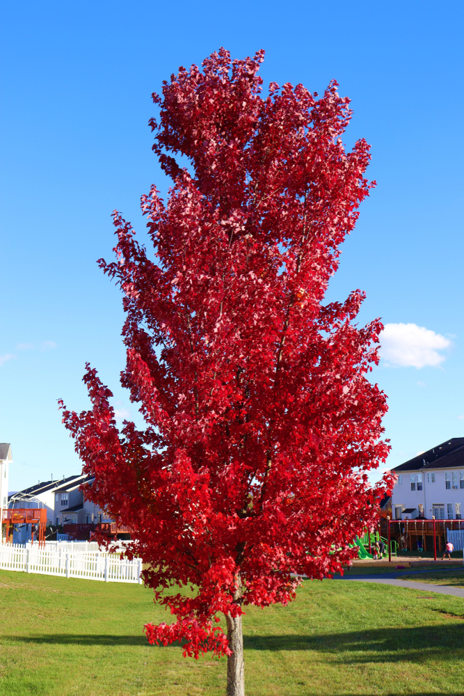 Red Maple Trees Archives Ison