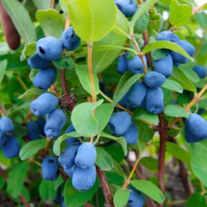 Berry Plants