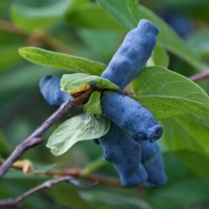 Blue Velvet Honeyberry