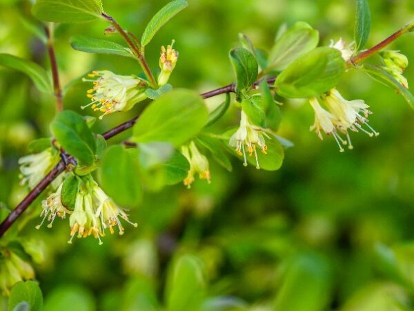 Honeyberry Bloom_shutterstock_1402421510 edited