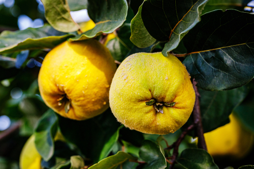Quince tree or qunce fruit