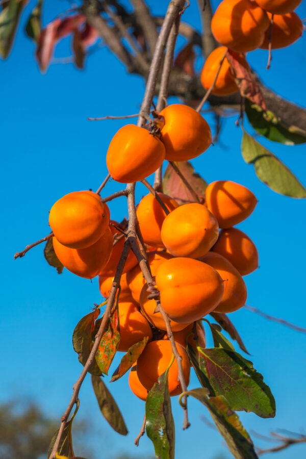 Persimmon,Tree,With,Ripe,Orange,Fruits,Agenst,Blue,Sky,,Autumn