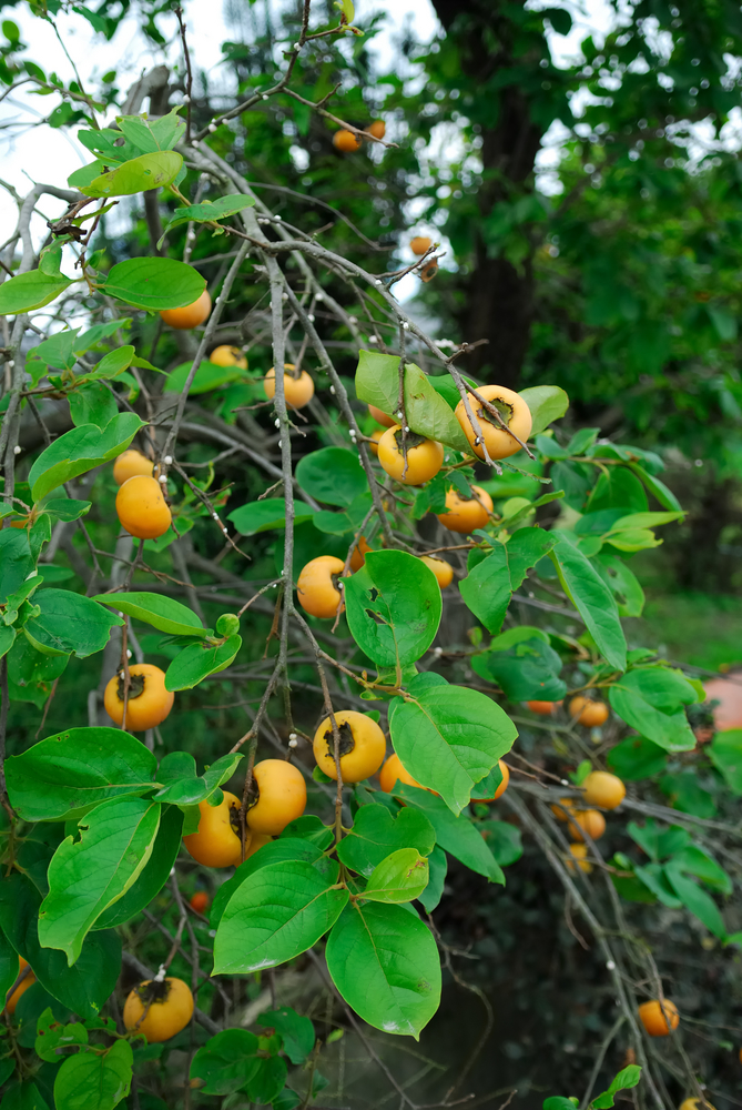 Percimon frugttræ