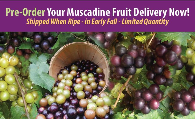 Isons Nursery And Vineyard The Most Trusted Name In Muscadines