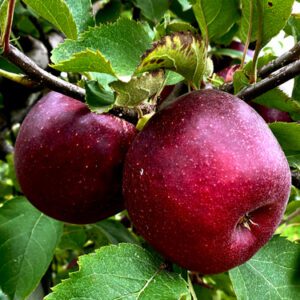 Arkansas Black Apple Tree - I/O