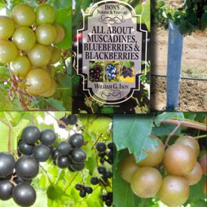 Muscadine Packages