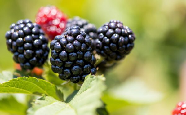 John Clark monitors the growth and development of Ponca blackberry at the Fruit Research Station near Clarksville. (UA System Division of Agriculture photo by Fred Miller)