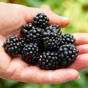 Ponca Blackberry Plant