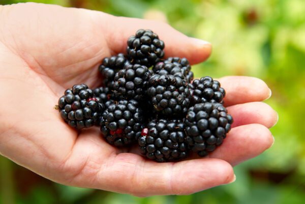 Stack,Of,Blackberry,In,A,Hand.