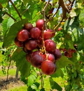 Self-Fertile Varieties Archives - Ison's Nursery & Vineyard