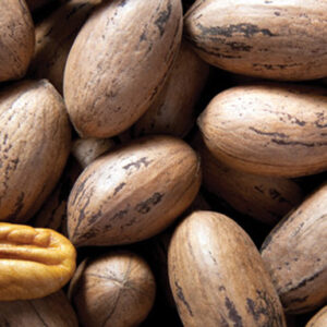 Choctaw Pecan Tree