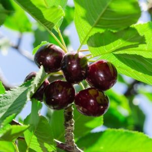 Craigs Crimson Cherry Tree