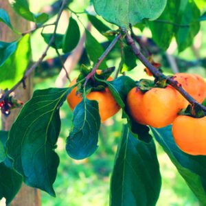 Eureka Persimmon Tree