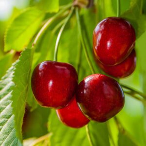 Cherry Trees for the South