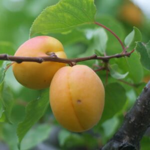 Tilton Apricot Tree