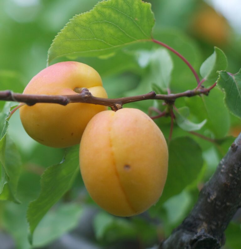 Tilton Apricot Tree Fruit Trees Ison's Nursery & Vineyard