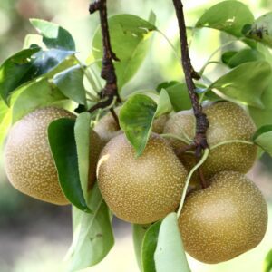 Hosui Asian Pear Tree