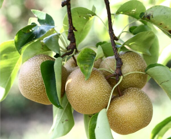 Hosui Asian Pear_shutterstock