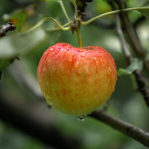 McIntosh Apple Tree