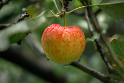 McIntosh Apple Tree