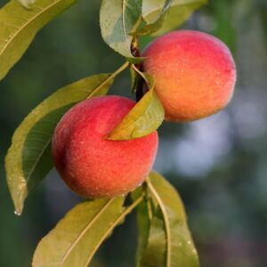 Amoore Sweet Nectarine Tree 3-4'