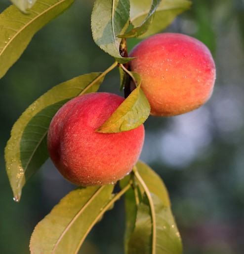 Peaches,Growing,On,A,Tree,In,The,Summer,.natural,Fruit.