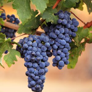 Lomanto Bunch Grape Vine