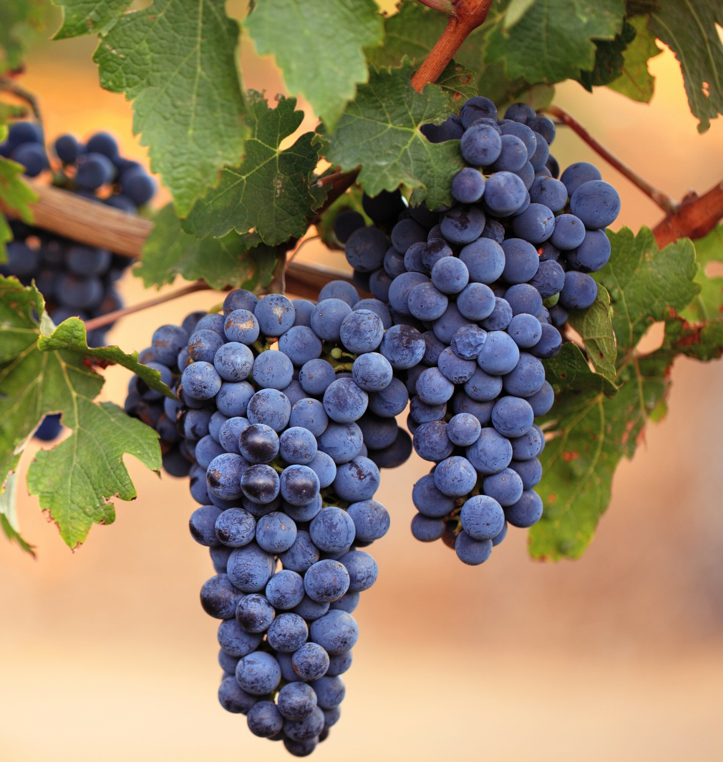 lomanto bunch grape vine