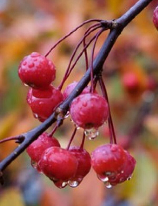 Profusion Crabapple_Shutterstock_1854709477