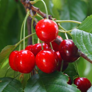 Royal Crimson Cherry Tree