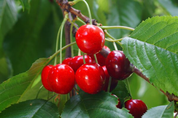 Berries,Of,Red,Cherry,With,Leaves